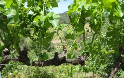 Green pruning, key to obtaining quality grapes
