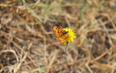 La sostenibilidad en el mundo vinícola
