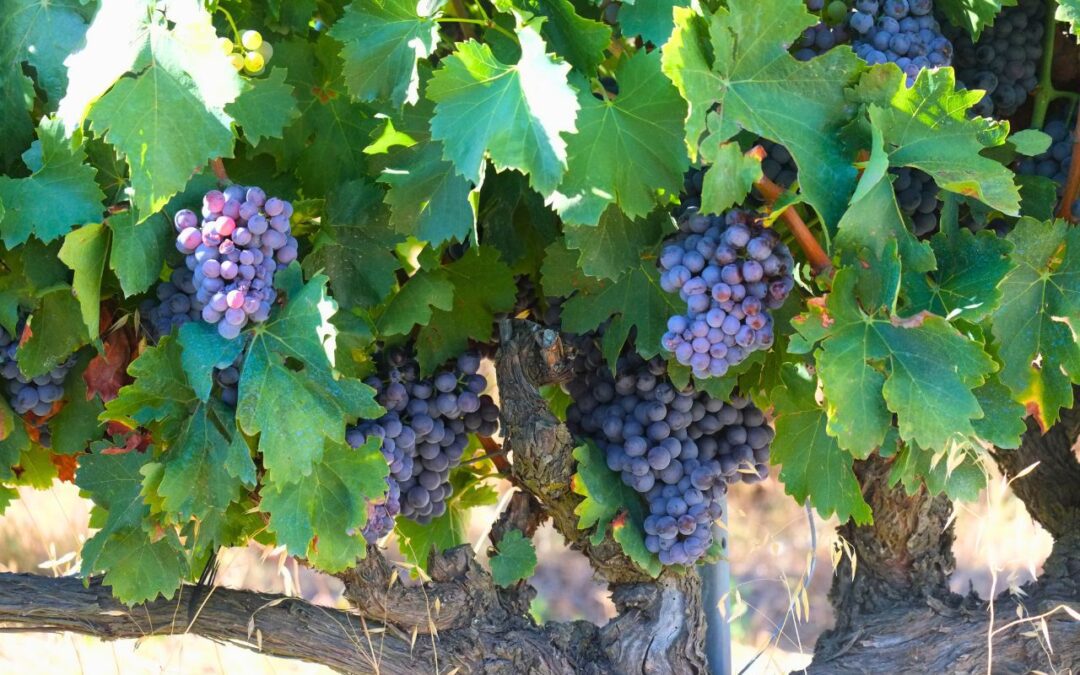 Una anyada atípica marcada per les condicions climàtiques