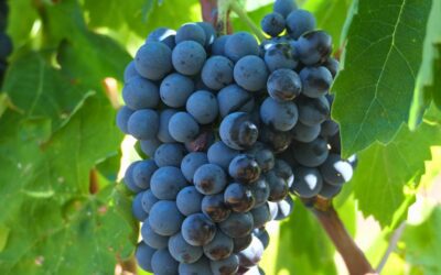 Carignan: characteristics of a typical variety from Priorat