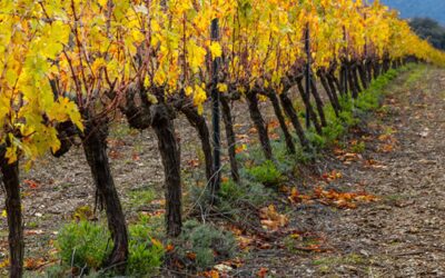 The importance of time in viticulture