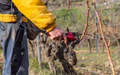 La poda d’hivern: tècniques i beneficis