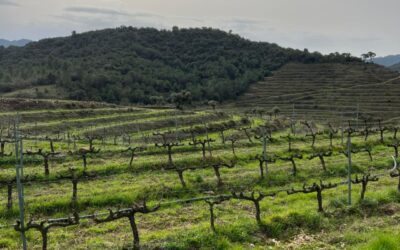 Calendario de primavera del viñedo