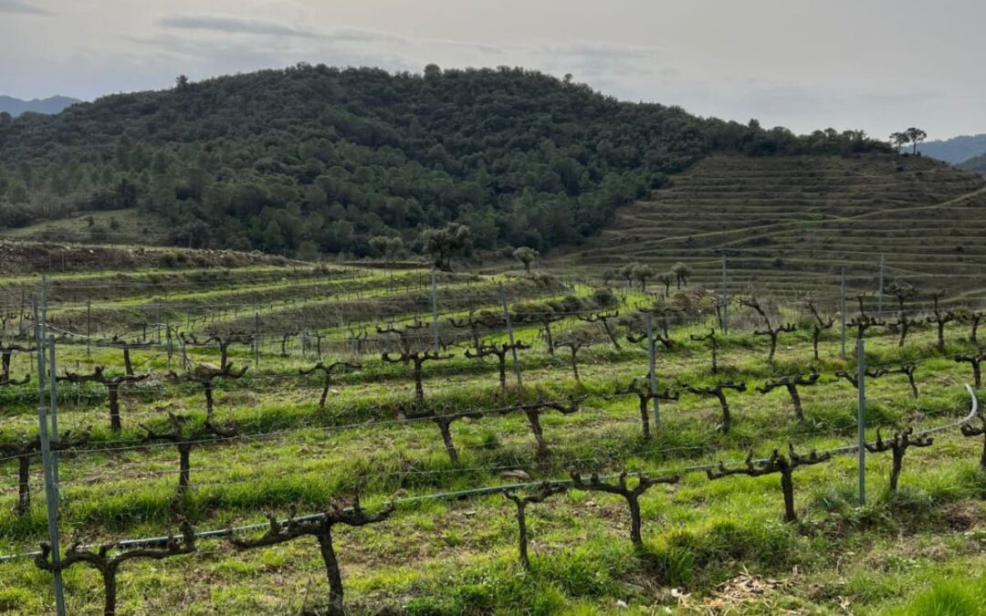 Spring calendar of the vineyard