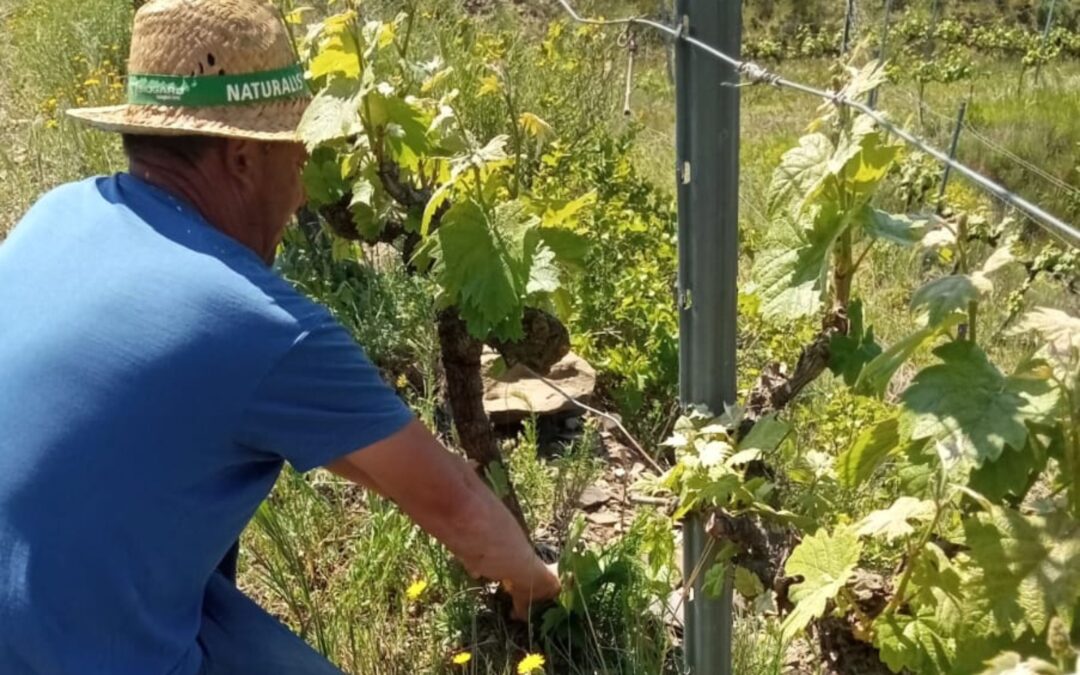 Control de plagas del viñedo ecológico: técnicas más utilizadas