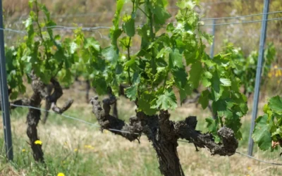 Vinyes velles: descobrint què les fa úniques