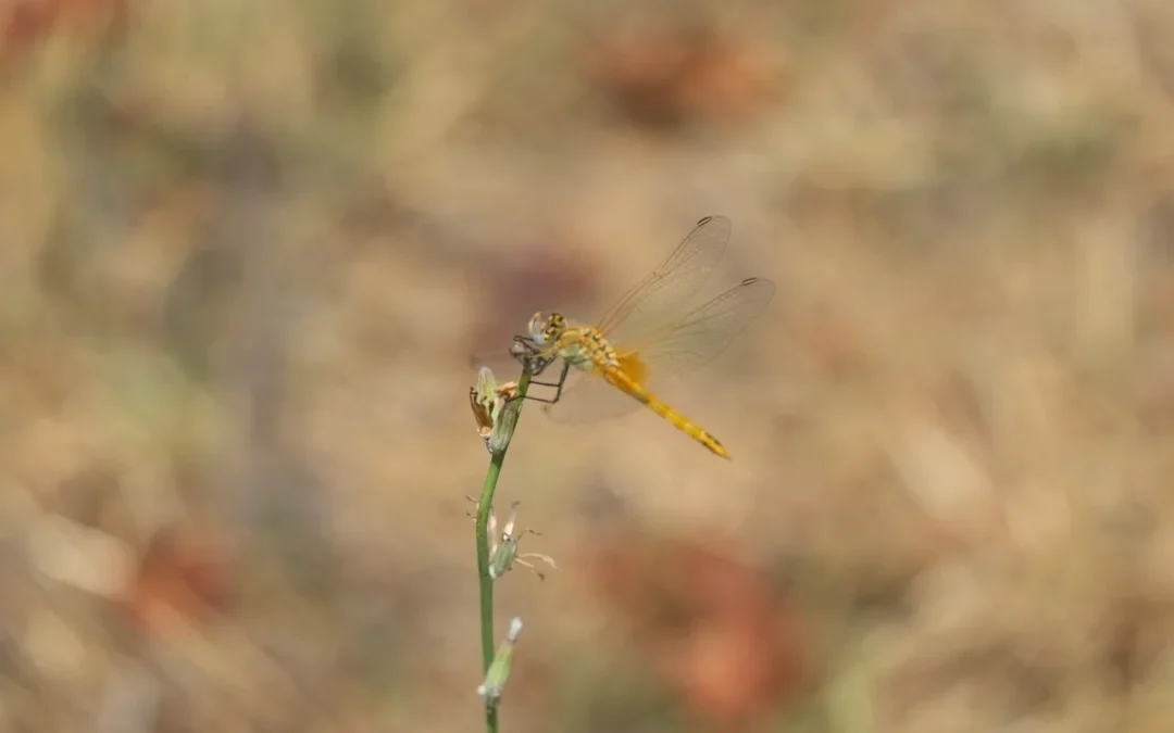 Petits aliats, grans beneficis: els insectes que cuiden la vinya