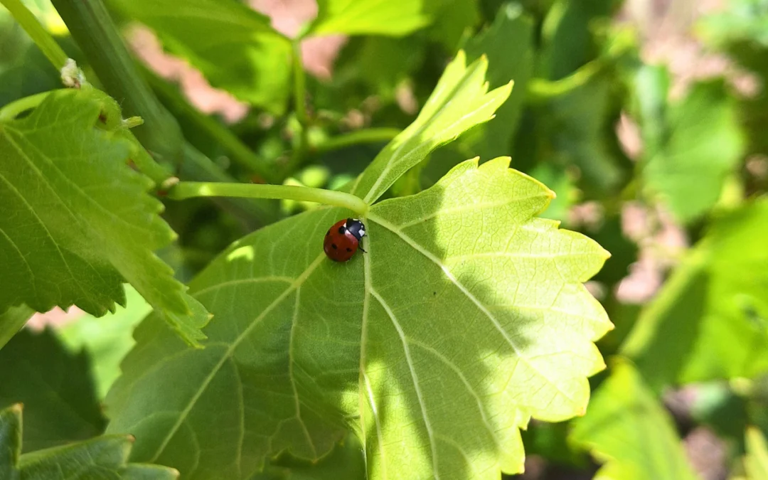 Petits aliats, grans beneficis: els insectes que cuiden la vinya